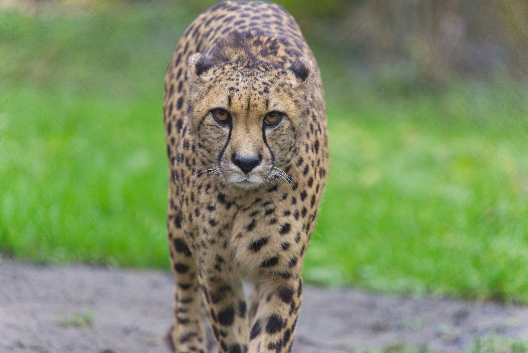 Cheetah 2 0102